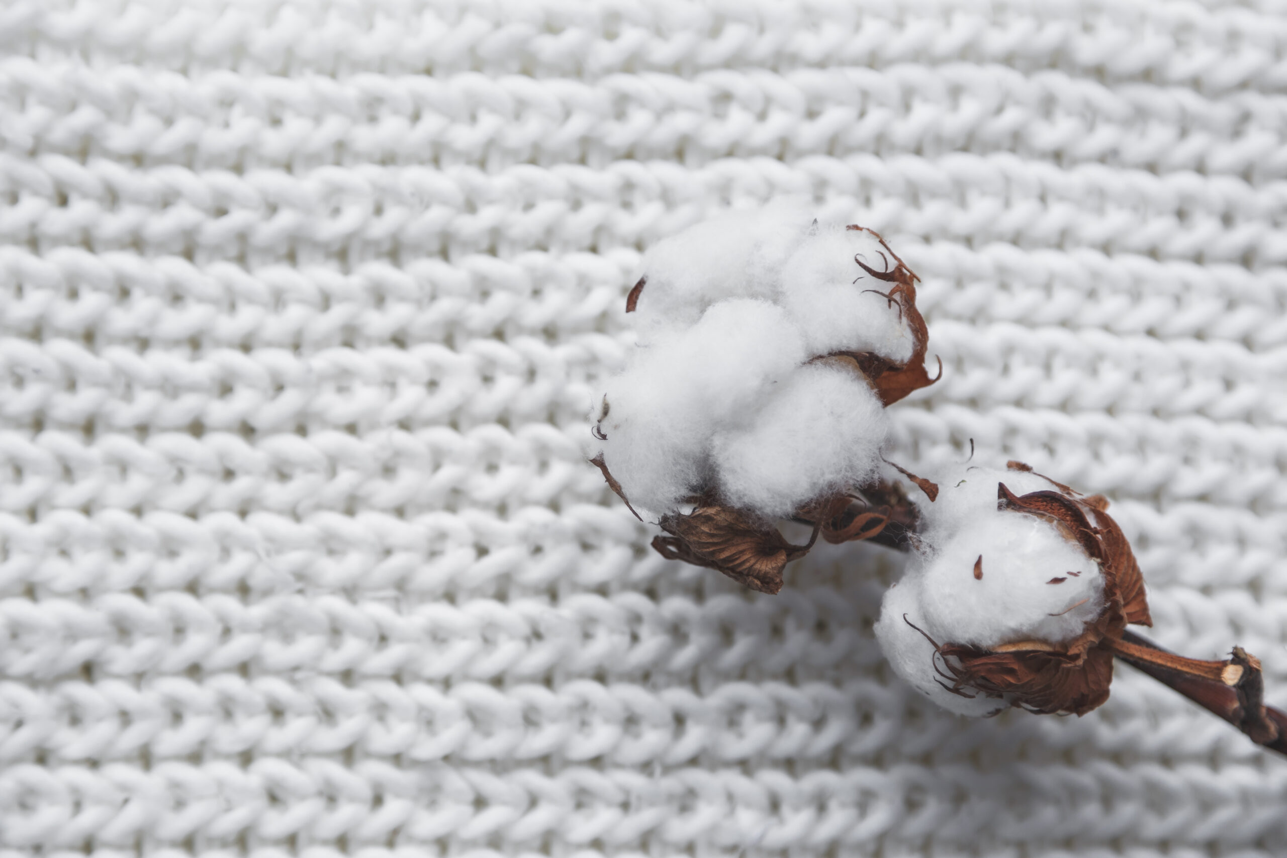 Cotton Flower with knitted cap and scarf, flat lay on marble background, winter style