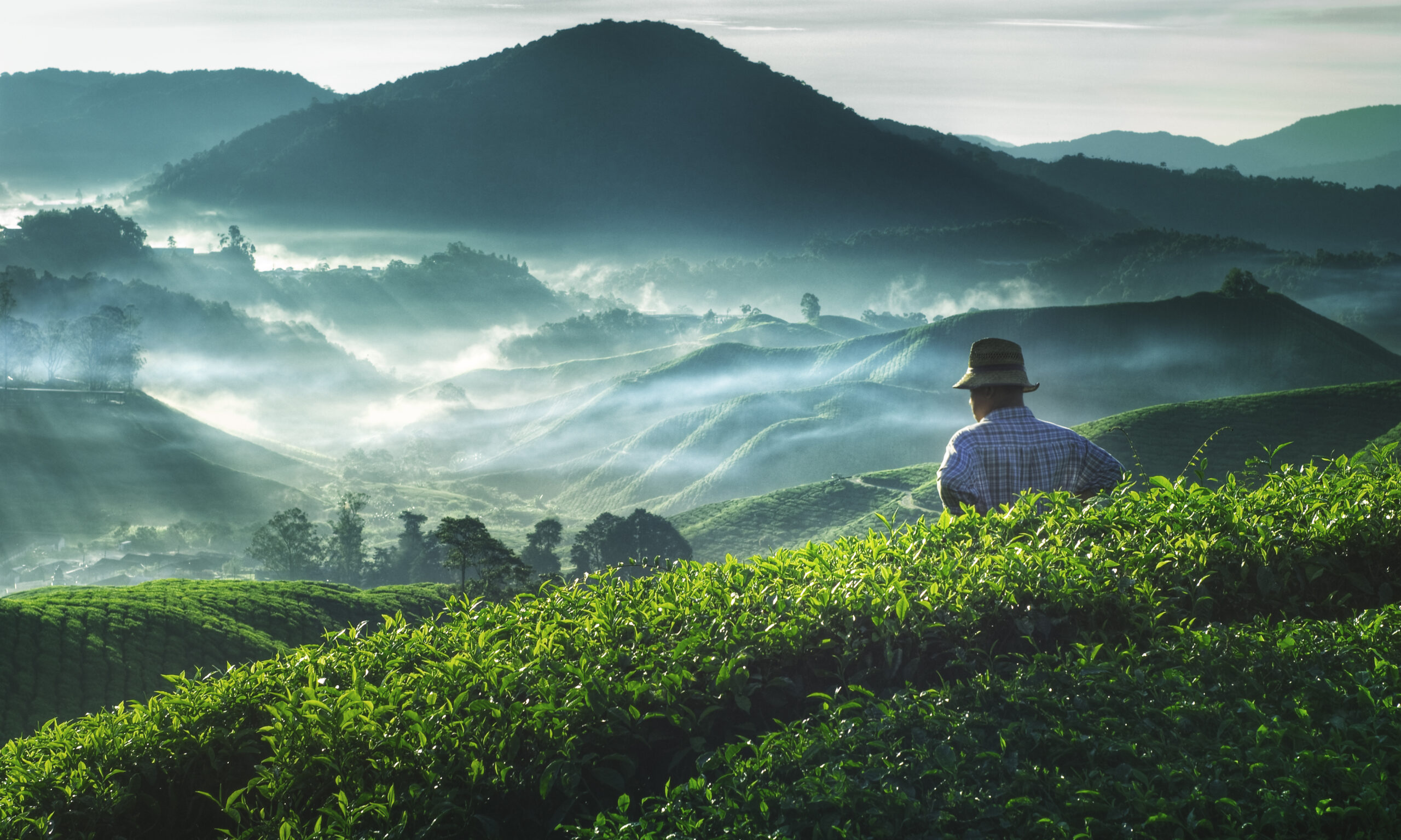 Farmer Tea Plantation Malaysia Agriculture Rural Concept